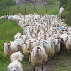 Galacta, film lesbien en milieu rural